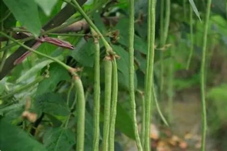豆角用什么肥料效果好(种植豆角结果期需要什么叶面肥)