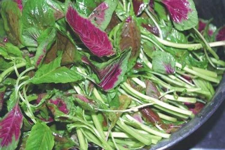 白苋菜种植时间和方法