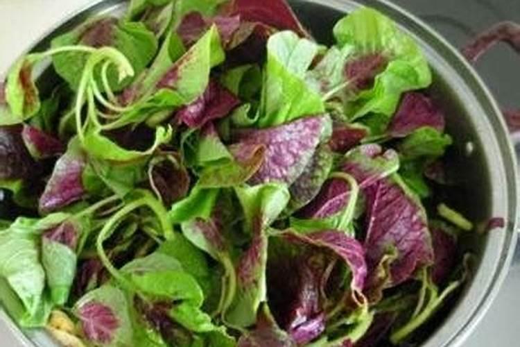 种植蔬菜上什么肥料最好