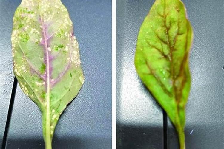 苋菜叶子发白啥原因