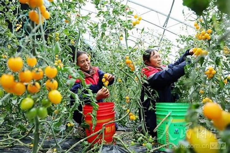蔬菜叶面肥木醋液市场
