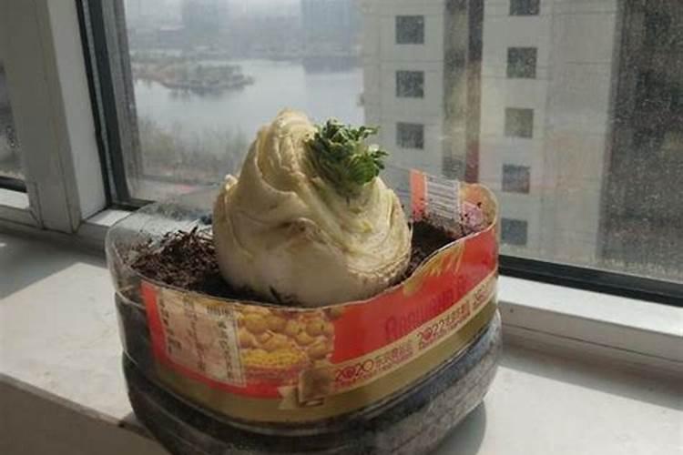 钙镁磷肥是复合肥吗 钙镁磷肥能和复合肥混施吗