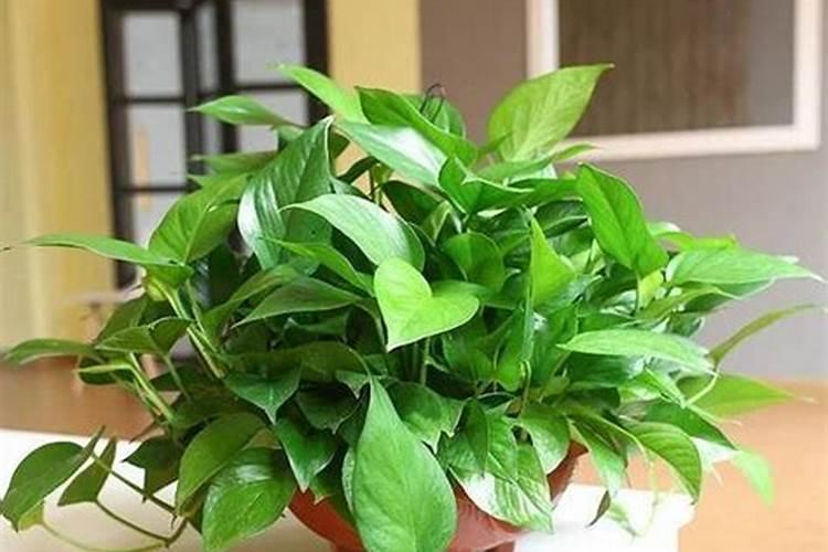 鱼蛋白的制作方法