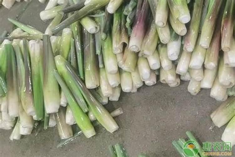 茭白反季节栽培成活率高吗