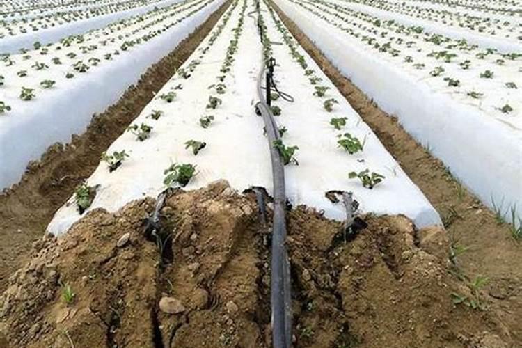 怎么种植水稻产量高 什么时候施钾肥效果好