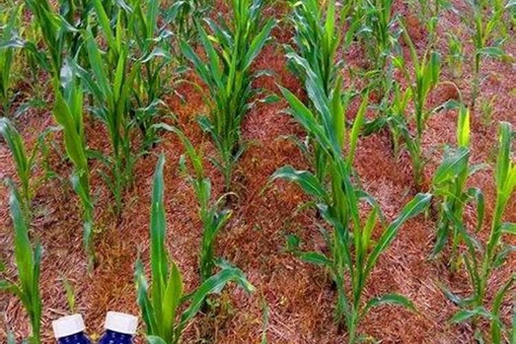 玉米什么时候打叶面肥好 使用方法有哪些