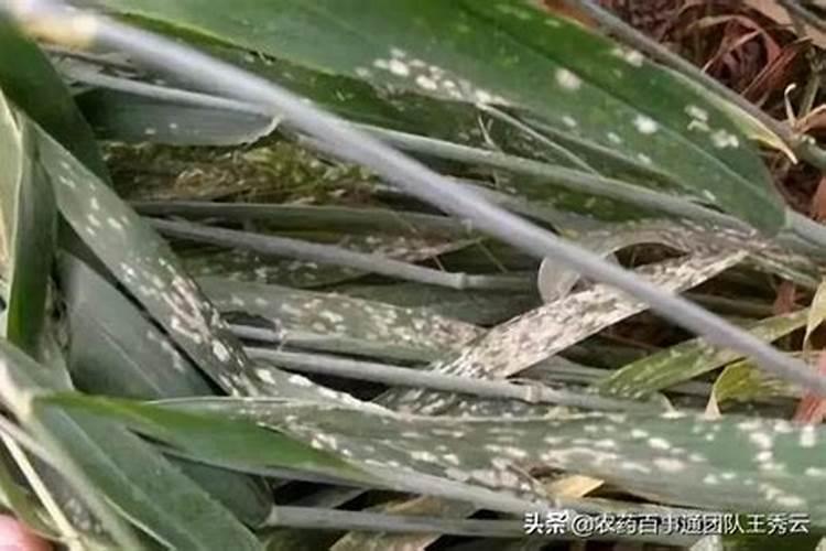 养花得了白粉病怎么办？