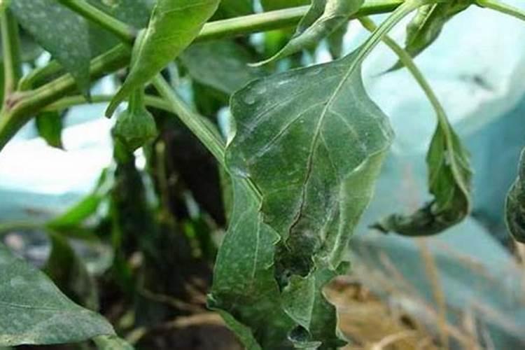 请问冻青树的白粉病怎么治？谢谢!