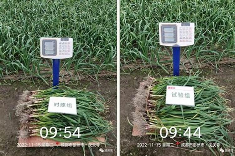 蒜苗怎么施肥料