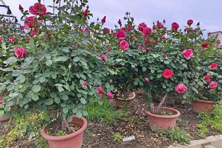 月季如何水泡生根