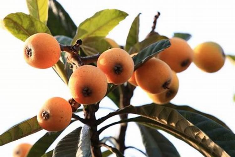 枇杷树釆完果后每颗树施多少要素,和磷肥？