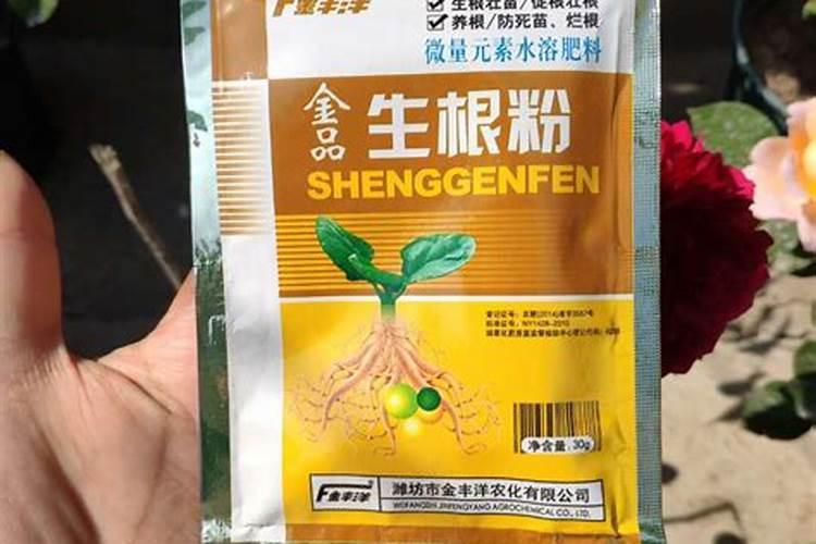 多肉爆芽素怎么制作怎么制作生根粉