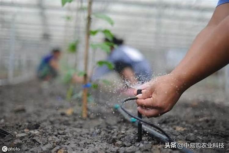 用什么给兰花施肥比较好