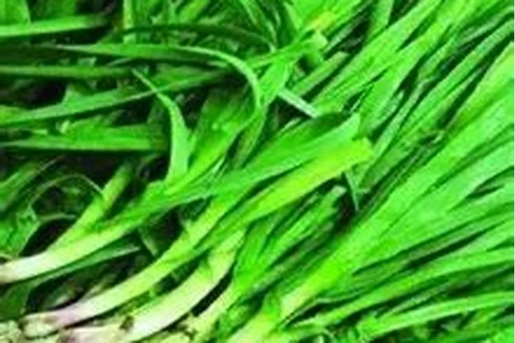 大蒜叶子发黄怎么回事