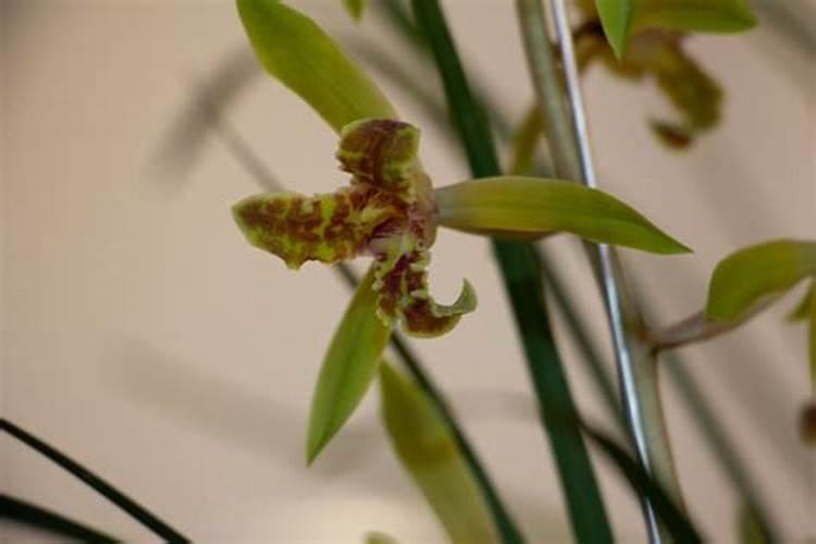 兰花长花芽施什么肥料、兰花花期用什么肥料最好
