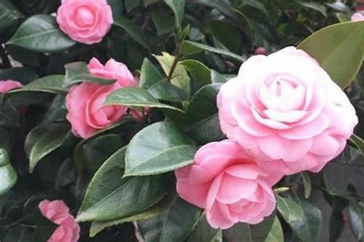 油菜如何喷施硼肥？油菜施硼肥注意事项？