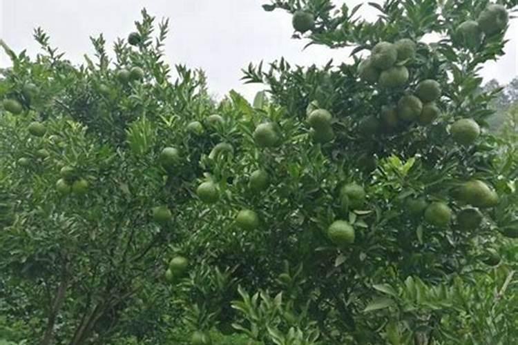 玉米倒伏的4大原因,农户了解后种植不踩坑,答案全在这里