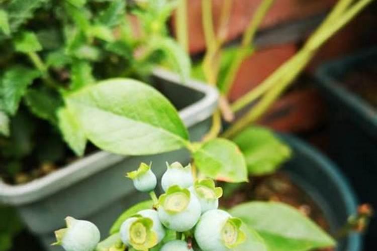 蓝莓开花期怎样浇水施肥