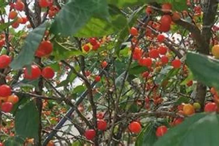 玉米黄叶病用什么药？