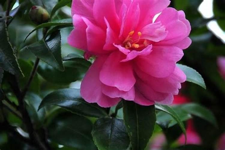 茶花开花时能施肥吗 茶花什么时候施肥