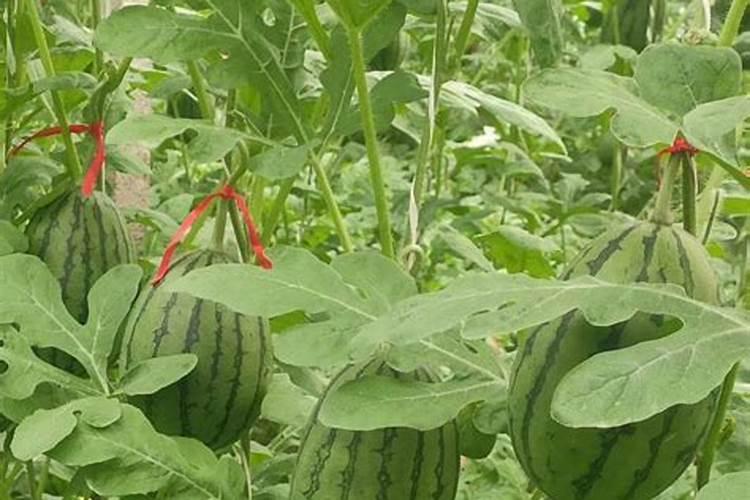 西瓜种植具体步骤