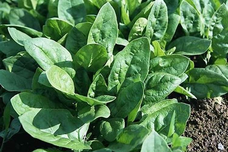 木瓜水制作方法 木瓜水怎么做