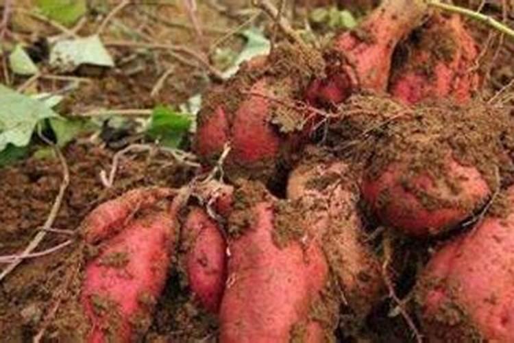 地瓜施什么肥最好