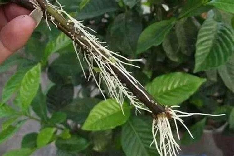 黄瓜生根最好的肥料 黄瓜生根最好的肥料介绍