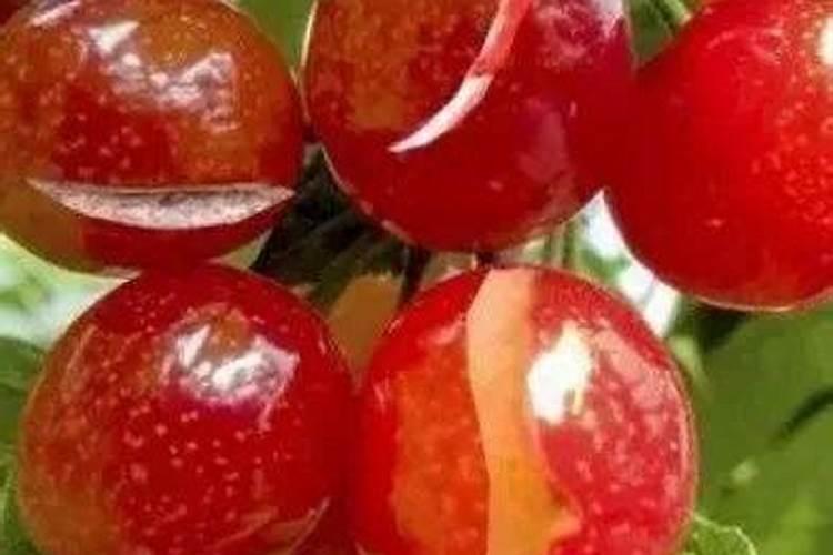 樱桃树底肥用什么肥料比较好？