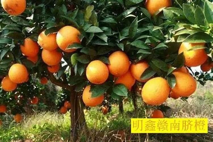 腊梅花什么时候剪枝 修剪腊梅花的时间