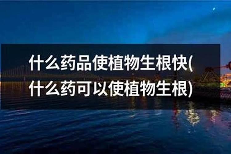 生根最快的肥料