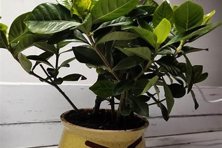 西红柿开花时是否要施肥