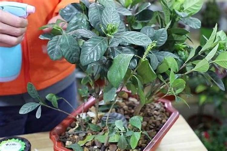 栀子花可以用复合肥吗,栀子花施什么肥好？