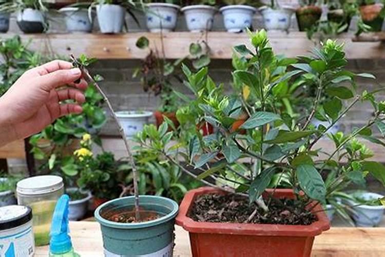 栀子花用什么肥料最好