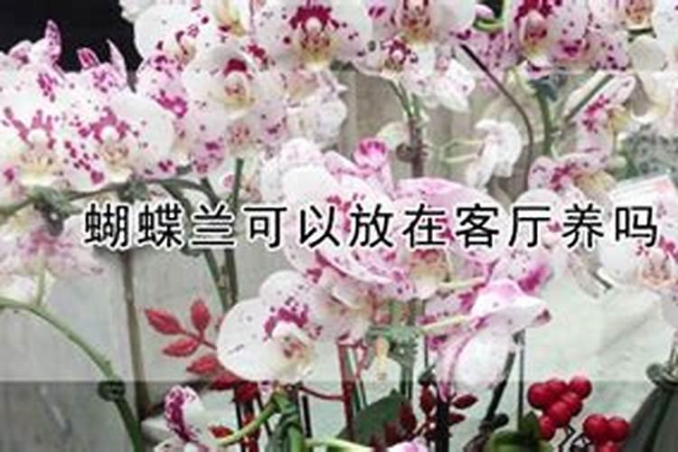 蝴蝶兰可施氮肥吗
