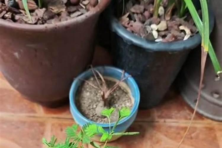 黄瓜结得多,这5种肥料不能缺