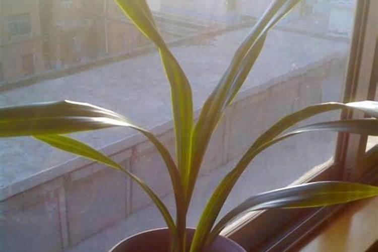 米兰花叶子蔫怎么回事 米兰花叶子蔫什么回事