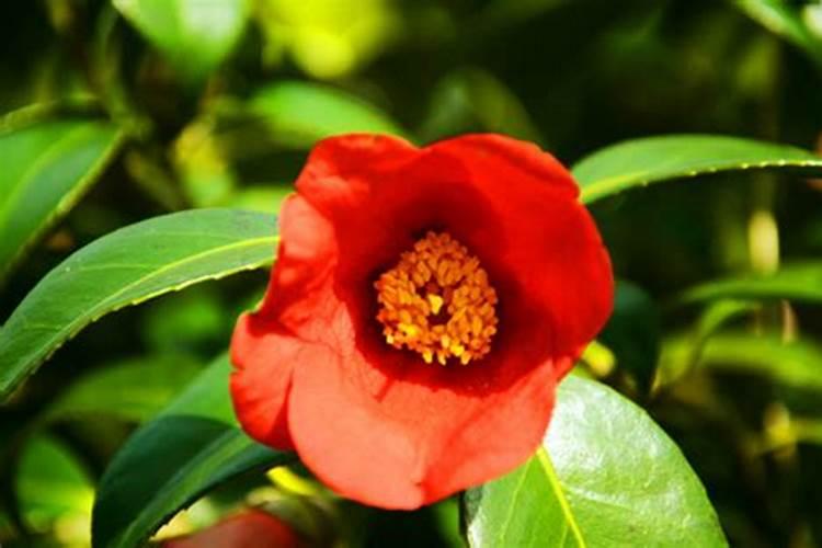 山茶花开花时能施肥吗,开花期施什么肥