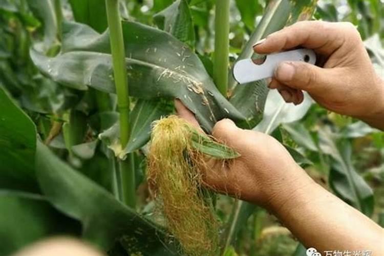 果树一至二月份开花几月份施硼肥合适、