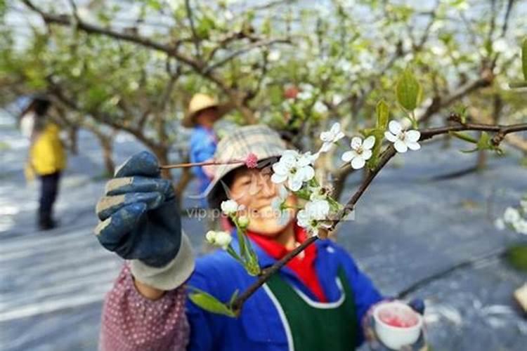 硼肥在什么时候喷施好