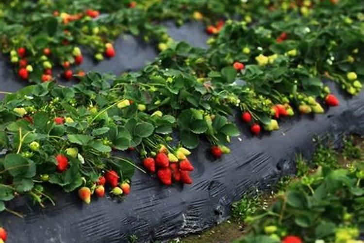 种植草莓需要什么肥料种植草莓用什么肥料最好