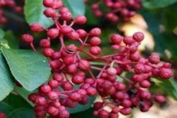 花椒叶面肥多久打好