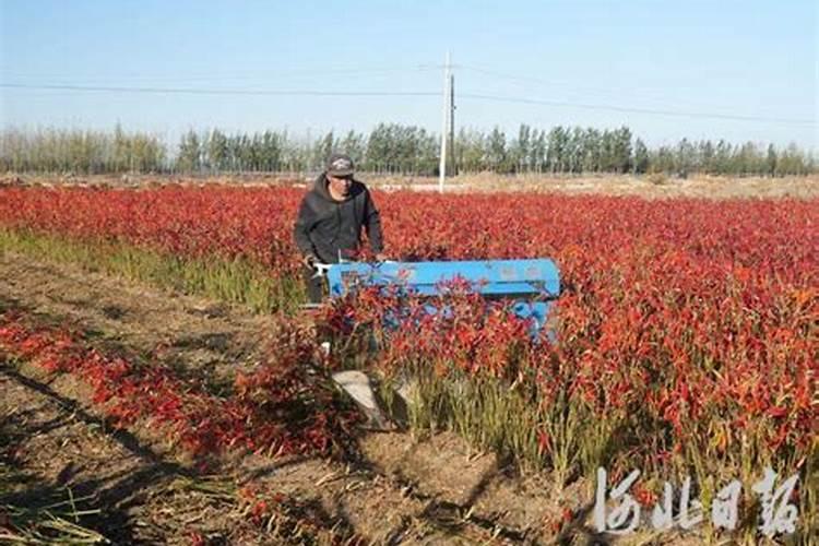 辣椒缺微量元素什么症状啊？谁知道共享一下、学习一下!!!