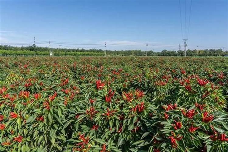 种辣椒用什么叶面肥效果比较好？