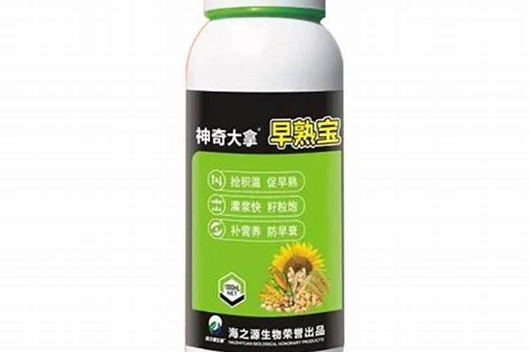 水稻早衰影响产量,水稻为什么早衰？