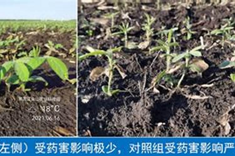 大豆抗冻栽培技术有哪些？