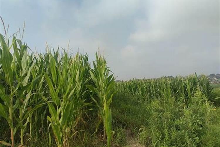 玉米需要什么样的含量肥料