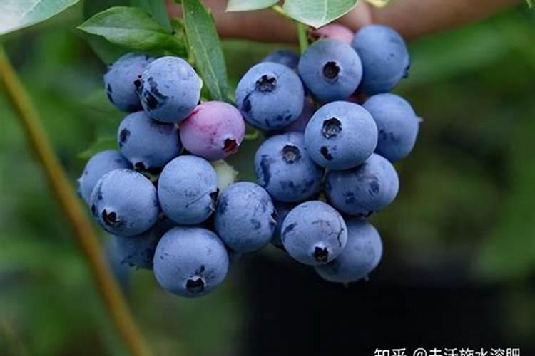 如何正确使用磷酸二氢钾