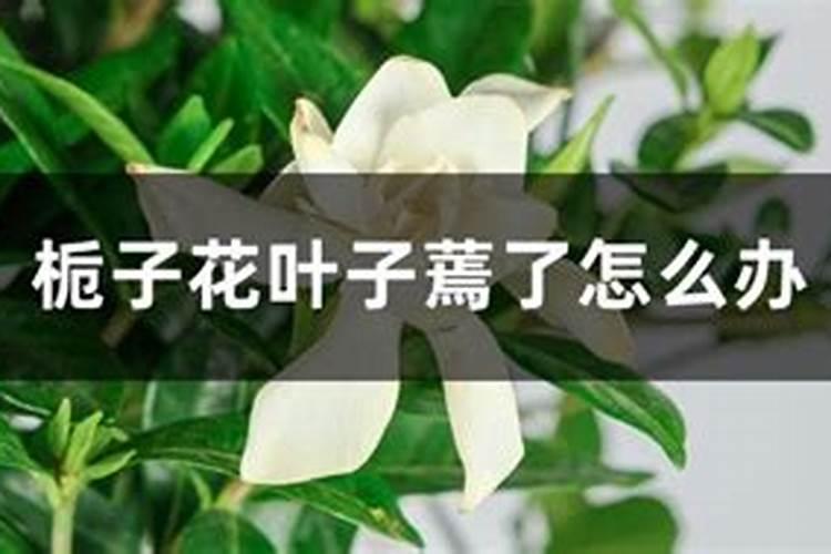 栀子花黄叶的原因是什么呢？解决方法呢？