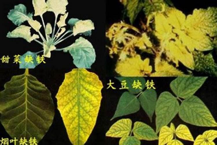 植物缺乏各种无机盐的症状